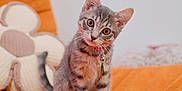 Billie Rose joined the competition — help win amazing prizes! kitten, cat, tabby, orange_blanket, cozy, cute, pet, animal, indoor, soft_toy, flower_pillow, curious, small, fur, whiskers, collar, bell, sitting, head_tilt, domestic_cat