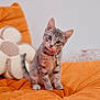 kitten, cat, tabby, orange_blanket, cozy, cute, pet, animal, indoor, soft_toy, flower_pillow, curious, small, fur, whiskers, collar, bell, sitting, head_tilt, domestic_cat