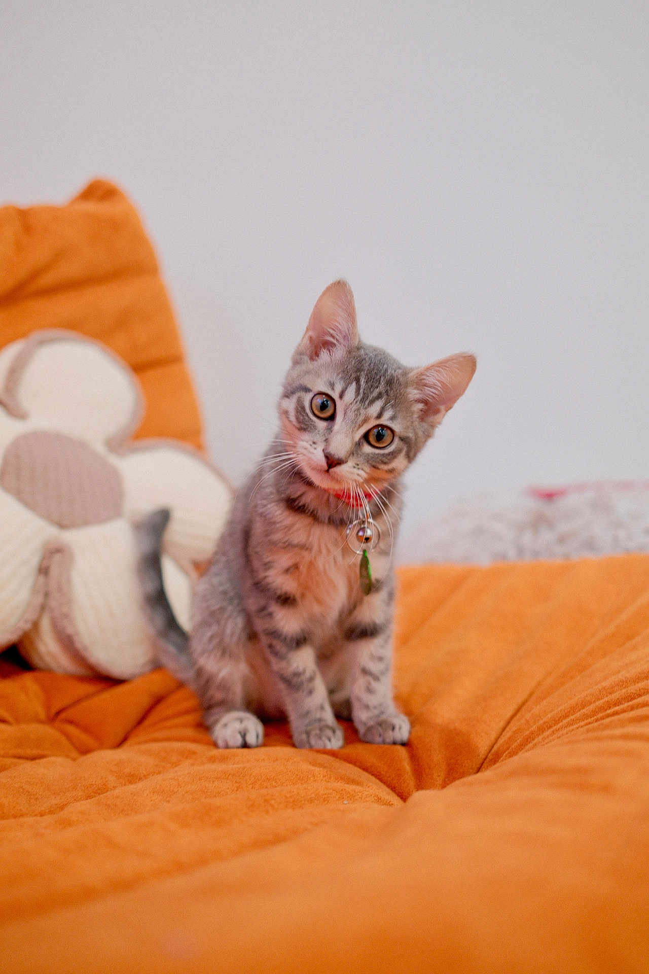 Billie Rose joined the competition — help win amazing prizes! kitten, cat, tabby, orange_blanket, cozy, cute, pet, animal, indoor, soft_toy, flower_pillow, curious, small, fur, whiskers, collar, bell, sitting, head_tilt, domestic_cat