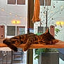 Billie Rose is registered to the contest to win money with this photo: cat, tabby, sleeping, indoor, window, hammock, pet, feline, resting, cozy, animal, domestic_cat, fur, whiskers, ears, paw, relaxed, daylight, home, plant