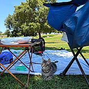 Billie Rose is registered to the contest to win money with this photo: cat, kitten, tabby, grass, picnic, blanket, folding_table, camping_chair, backpack, food, outdoor, park, tree, blue_sky, sunny, leisure, pet, nature, resting, curious