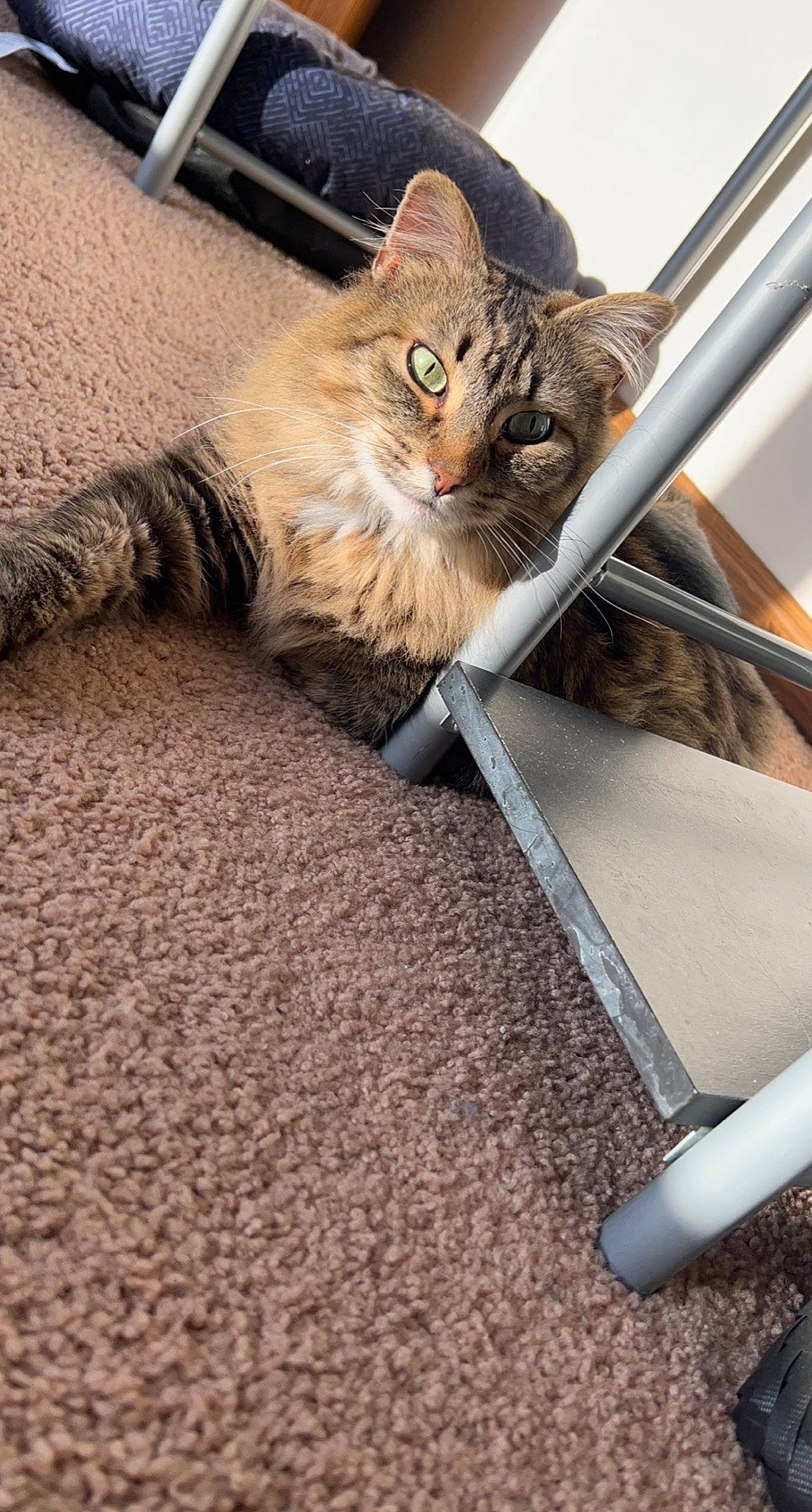 Cookie is registered to the contest to win money with this photo: carnivore, cat, comfort, domestic_short_haired_cat, fawn, felidae, flooring, fur, grey, hardwood, human_leg, mammal, paw, small_to_medium_sized_cats, snout, tail, vertebrate, whiskers, window, wood