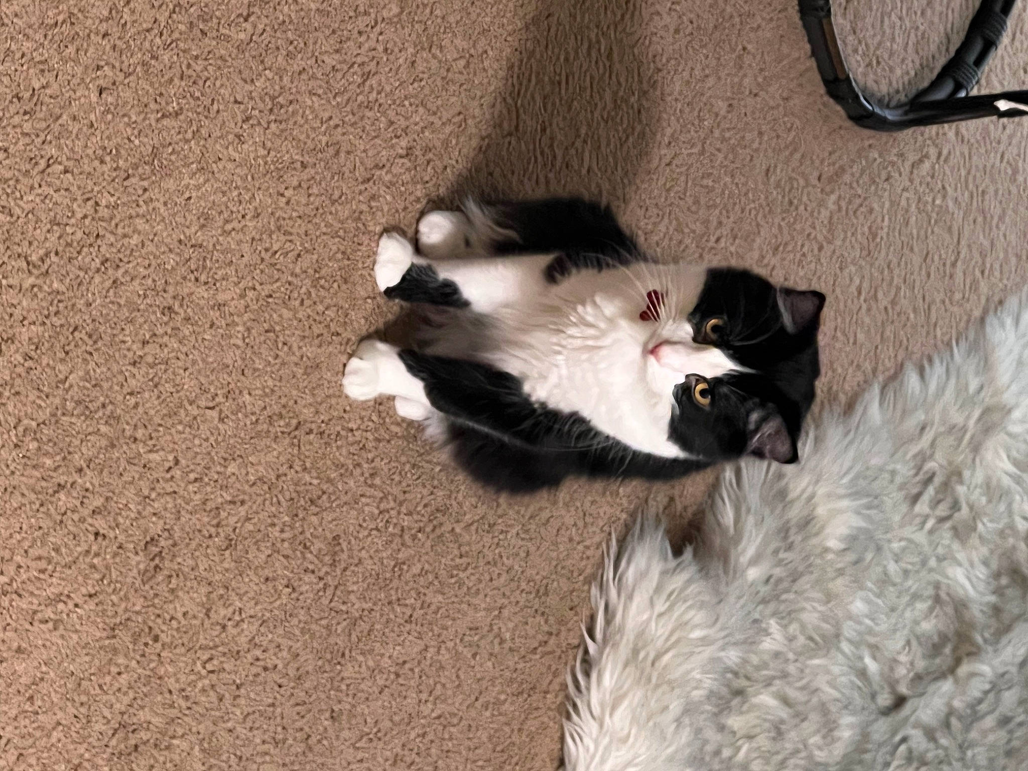 Norman is registered to the contest to win money with this photo: canidae, carnivore, cat, comfort, companion_dog, dog_breed, domestic_short_haired_cat, felidae, flooring, fur, non_sporting_group, paw, shadow, small_to_medium_sized_cats, sporting_group, tail, whiskers