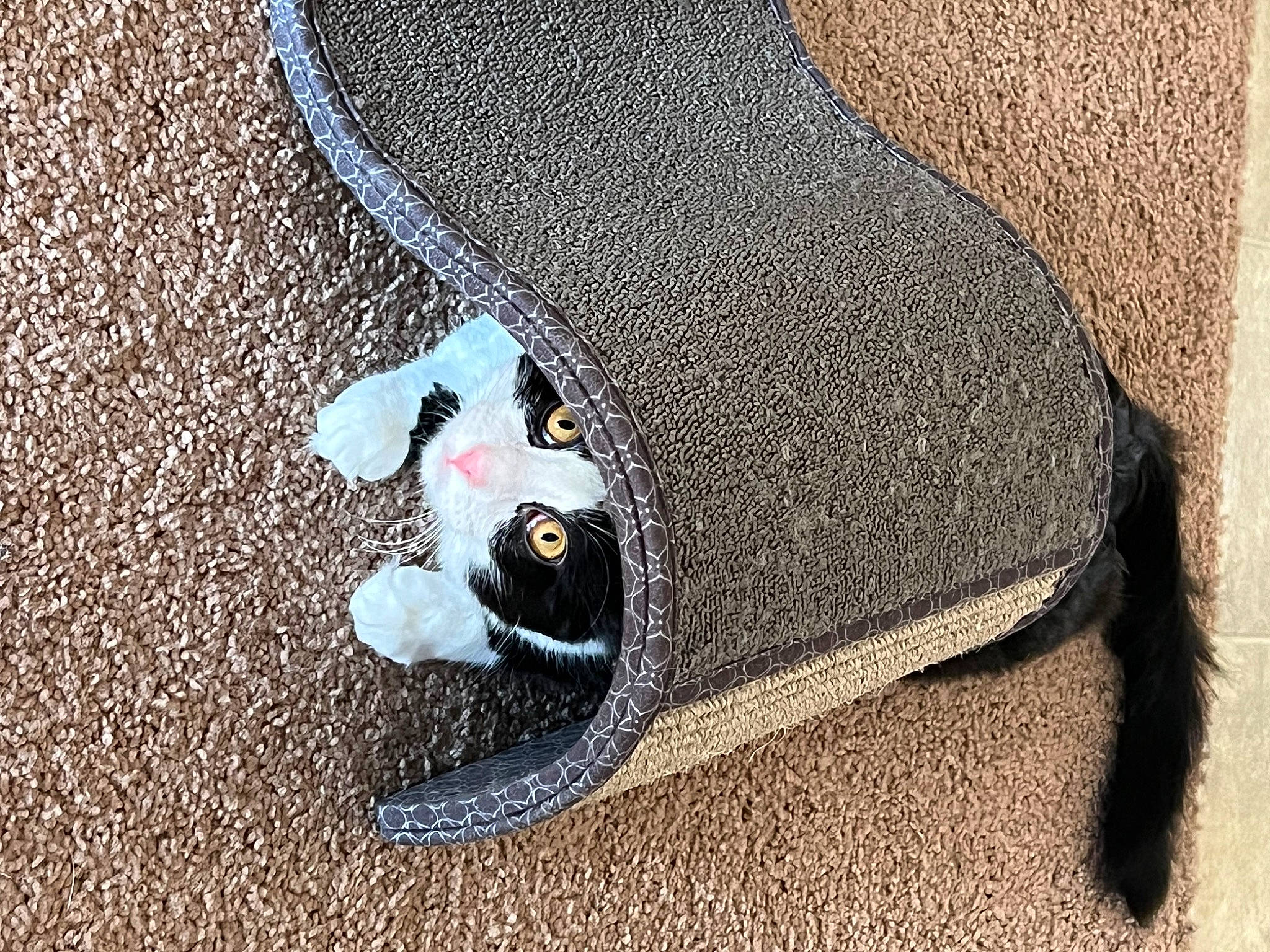 Norman is registered to the contest to win money with this photo: asphalt, auto_part, automotive_exterior, automotive_tire, automotive_wheel_system, bag, bumper, carmine, carnivore, concrete, fashion_accessory, grass, grey, motor_vehicle, road_surface, sidewalk, snout, soil, tire, toy