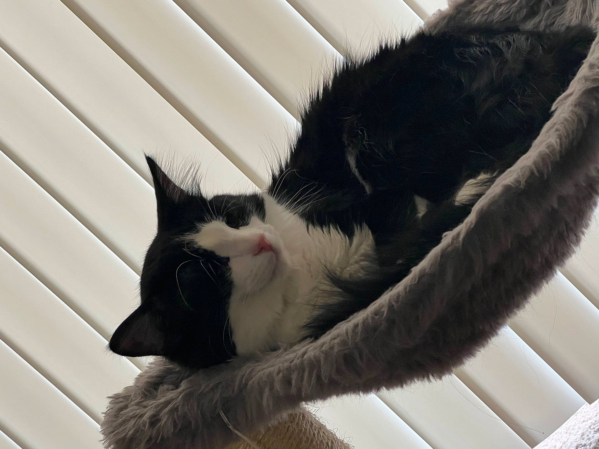 Norman is registered to the contest to win money with this photo: carnivore, cat, comfort, domestic_short_haired_cat, felidae, fur, human_leg, leg, mammal, monochrome_photography, paw, plant, small_to_medium_sized_cats, snout, tail, textile, tints_and_shades, tree, vertebrate, whiskers