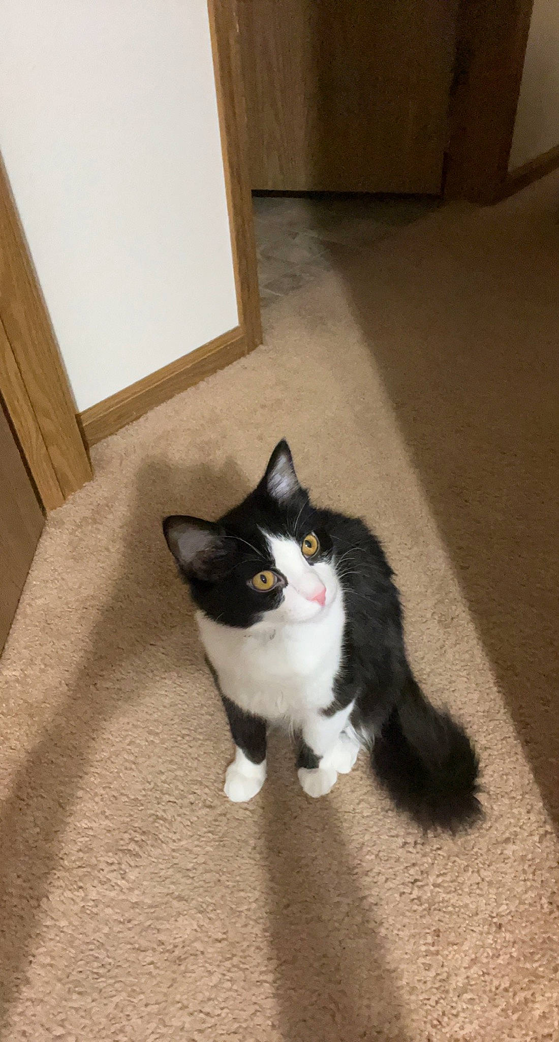 Norman joined the competition — help win amazing prizes! black_cat, carnivore, cat, domestic_short_haired_cat, door, felidae, flooring, fur, grey, hardwood, paw, plant, road_surface, small_to_medium_sized_cats, snout, tail, whiskers, window, wood, wood_flooring