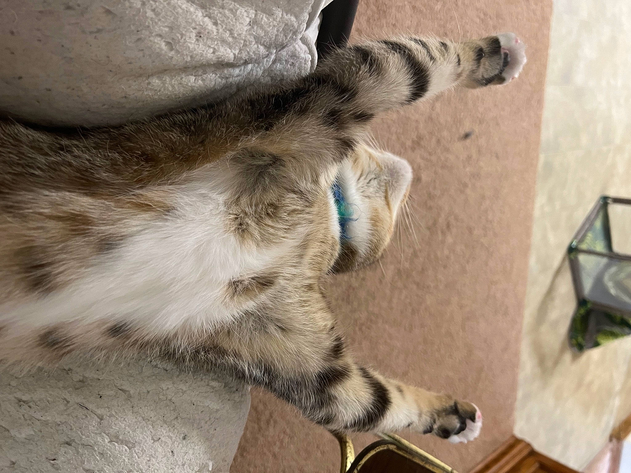 Groot is registered to the contest to win money with this photo: carnivore, cat, claw, comfort, domestic_short_haired_cat, fawn, felidae, foot, fur, human_leg, mammal, nap, paw, small_to_medium_sized_cats, snout, tail, terrestrial_animal, toe, whiskers, wildlife