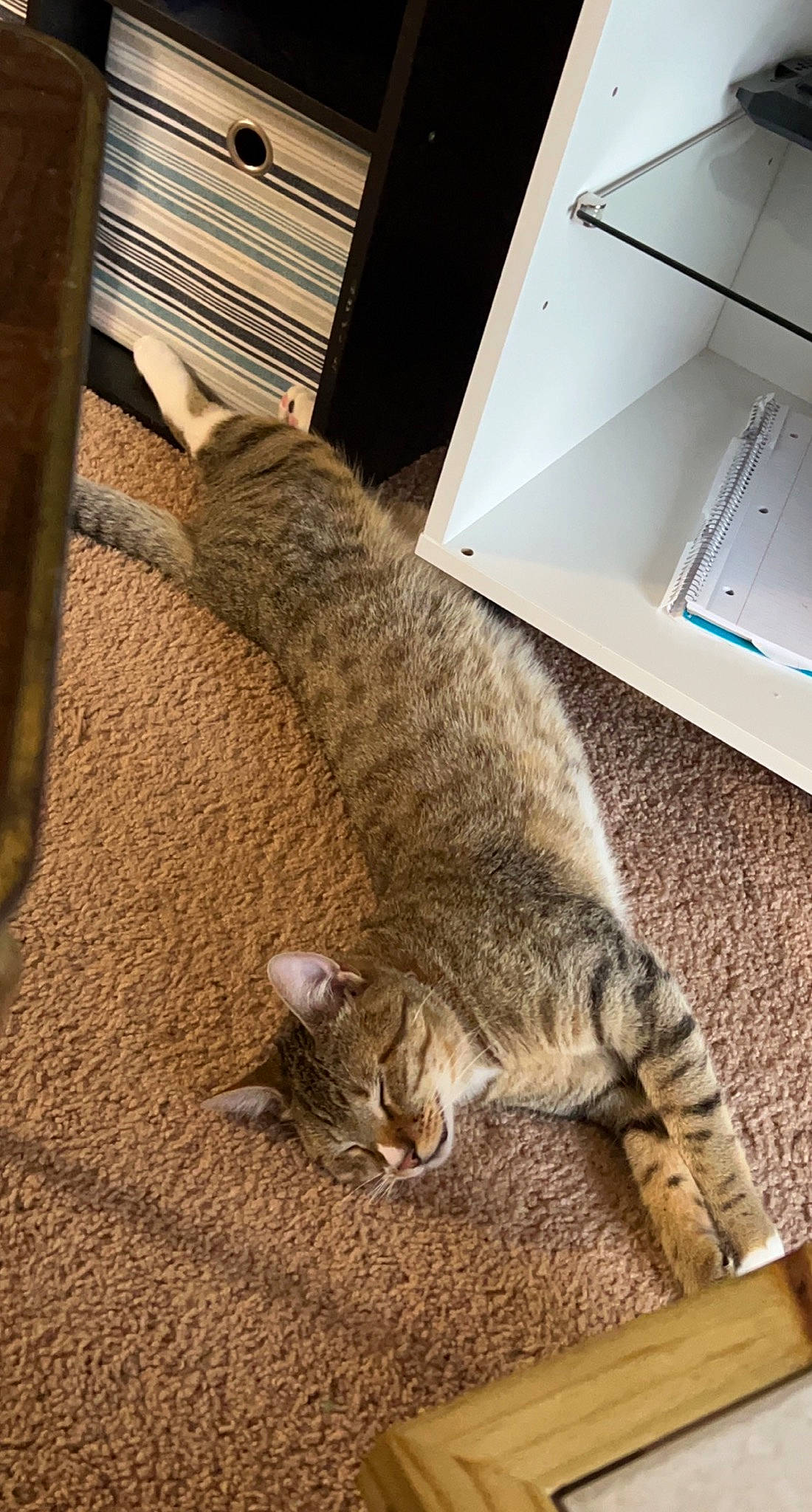 Groot joined the competition — help win amazing prizes! carnivore, cat, comfort, domestic_short_haired_cat, felidae, flooring, fur, grey, metal, nap, paw, small_to_medium_sized_cats, tail, terrestrial_animal, whiskers, wood