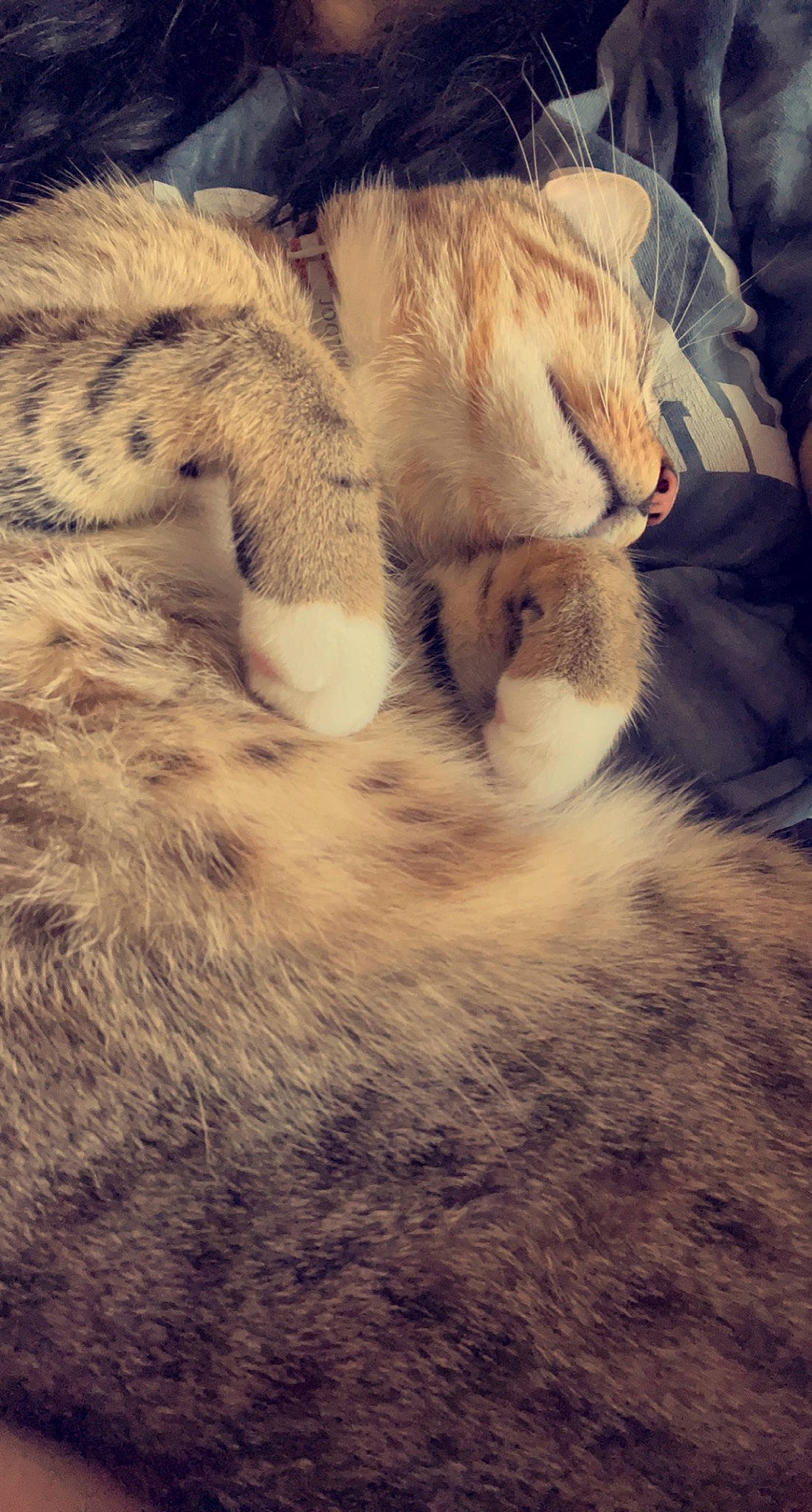 Groot joined the competition — help win amazing prizes! carnivore, cat, cloud, comfort, cumulus, domestic_short_haired_cat, fawn, felidae, fur, grass, mammal, meteorological_phenomenon, mountain, paw, sky, small_to_medium_sized_cats, snout, tail, whiskers, wildlife