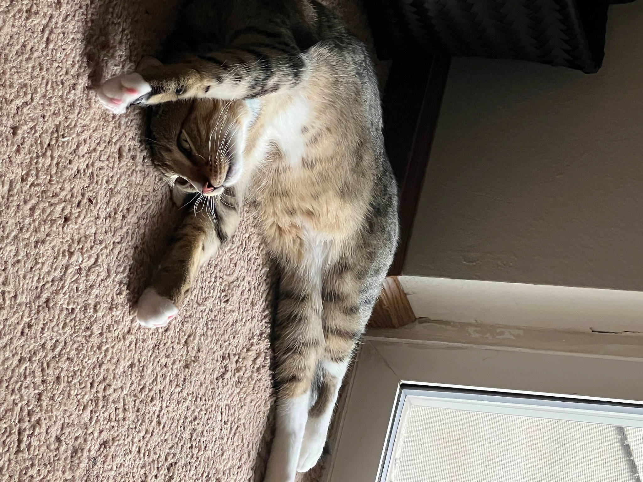 Groot joined the competition — help win amazing prizes! carnivore, cat, claw, domestic_short_haired_cat, felidae, fur, grey, human_leg, paw, small_to_medium_sized_cats, snout, tail, whiskers, window