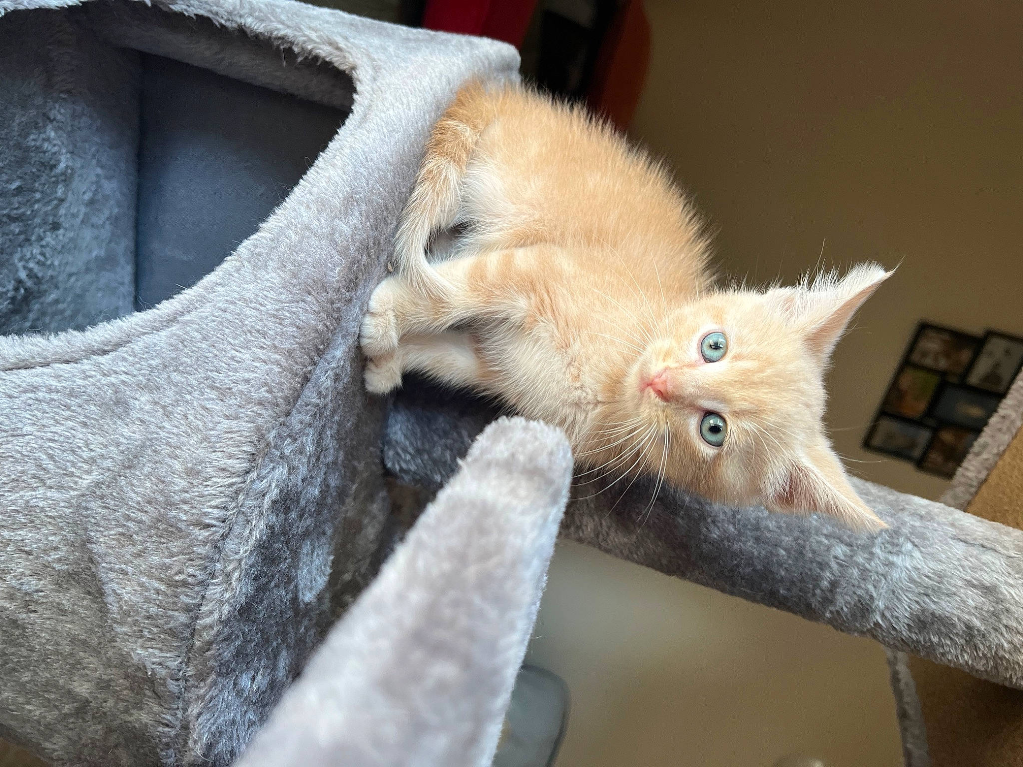 Rebel joined the competition — help win amazing prizes! carnivore, cat, chair, claw, domestic_short_haired_cat, fawn, felidae, fur, paw, small_to_medium_sized_cats, snout, tail, whiskers, wood