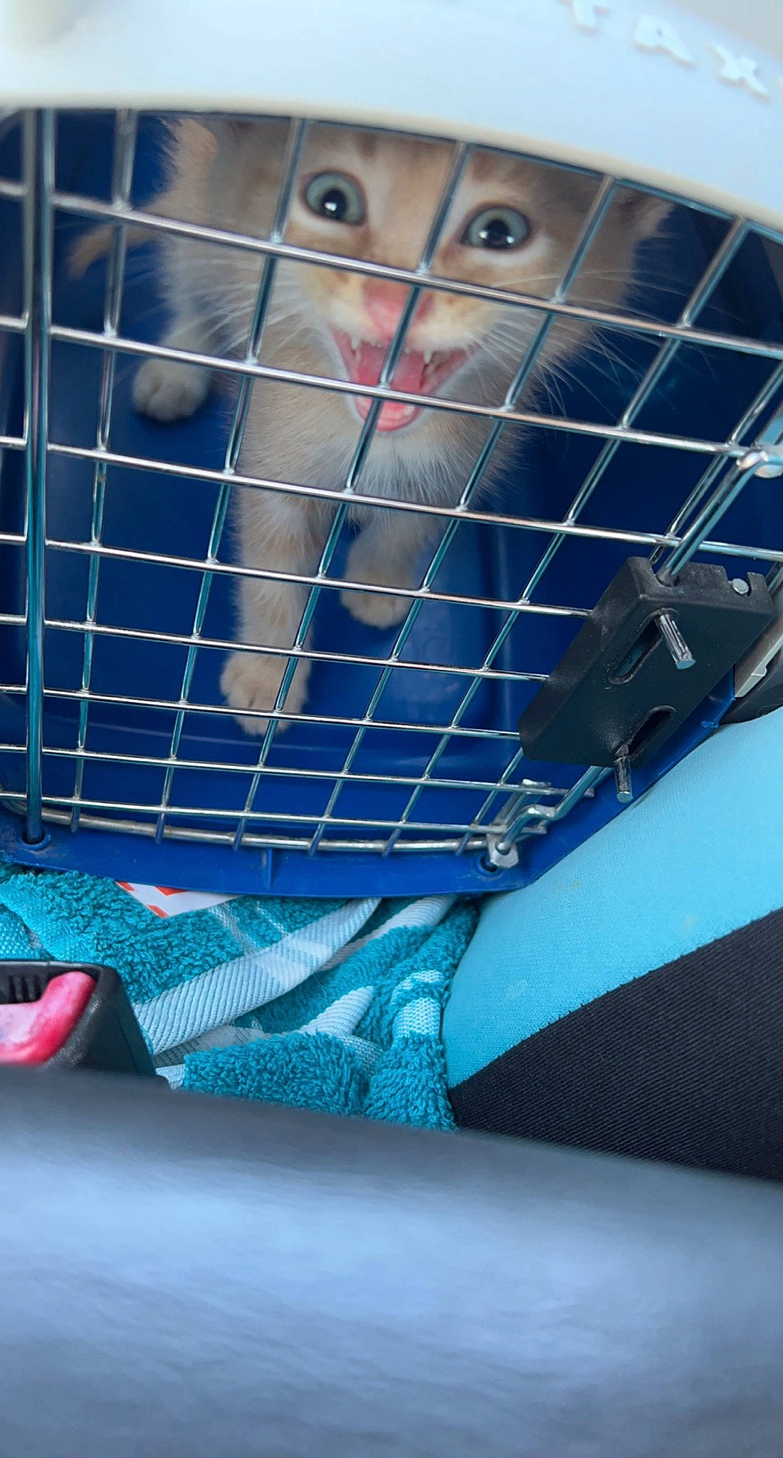 Rebel joined the competition — help win amazing prizes! animal_shelter, blue, cage, electric_blue, fawn, felidae, fur, glass, hood, macaque, mesh, pattern, pet_supply, primate, service, small_to_medium_sized_cats, snout, terrestrial_animal, tints_and_shades, whiskers