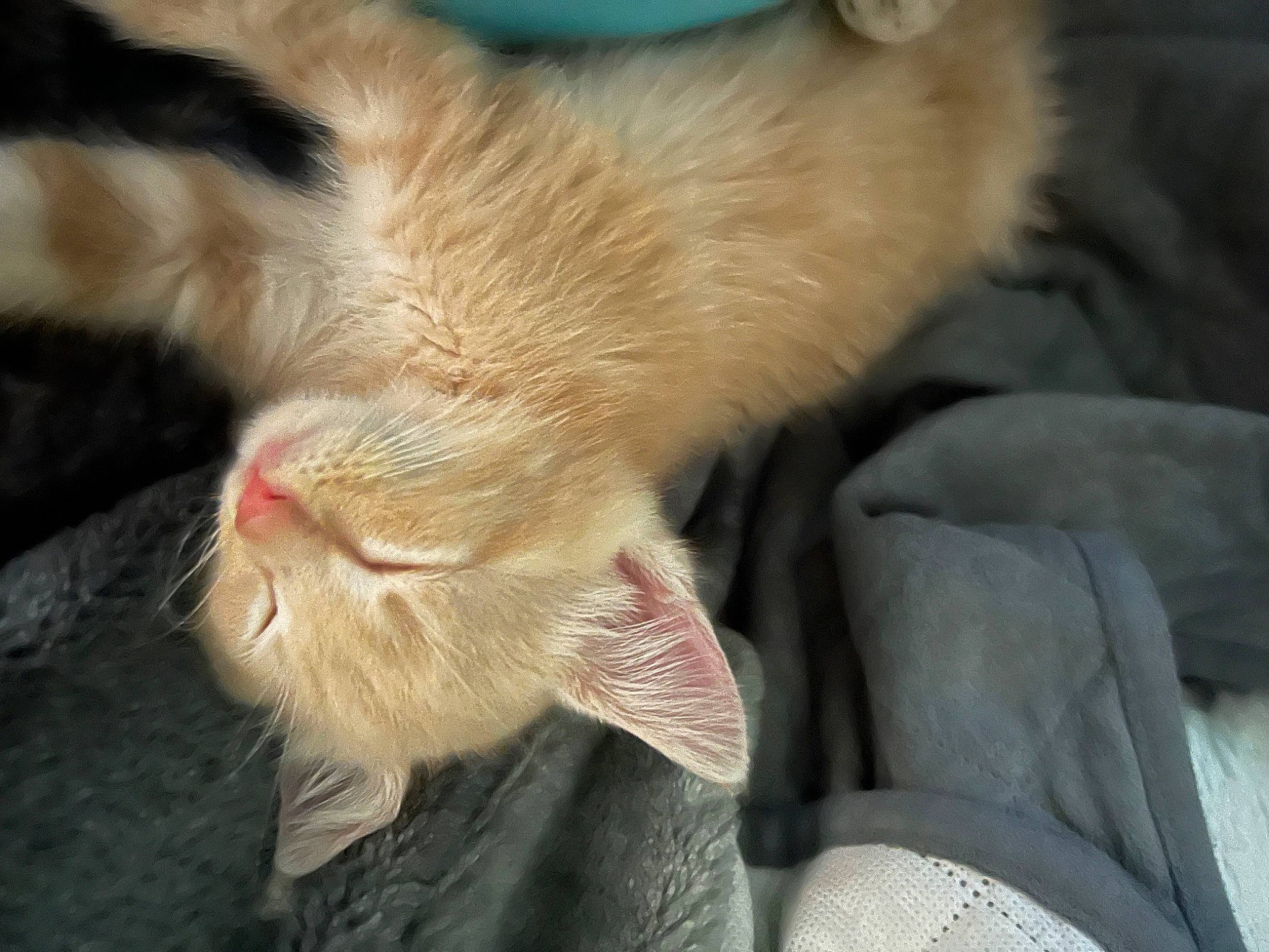 Rebel joined the competition — help win amazing prizes! carnivore, cat, claw, comfort, domestic_short_haired_cat, ear, fawn, felidae, foot, fur, gesture, human_leg, nap, paw, sleep, small_to_medium_sized_cats, snout, tail, whiskers