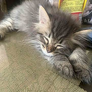 Mochi is registered to the contest to win money with this photo: kitten, sleeping, cat, furry, pet, paw, closeup, indoor, resting, cute, animal, fur, whiskers, small, young, tabby, domestic, relaxed, table, background