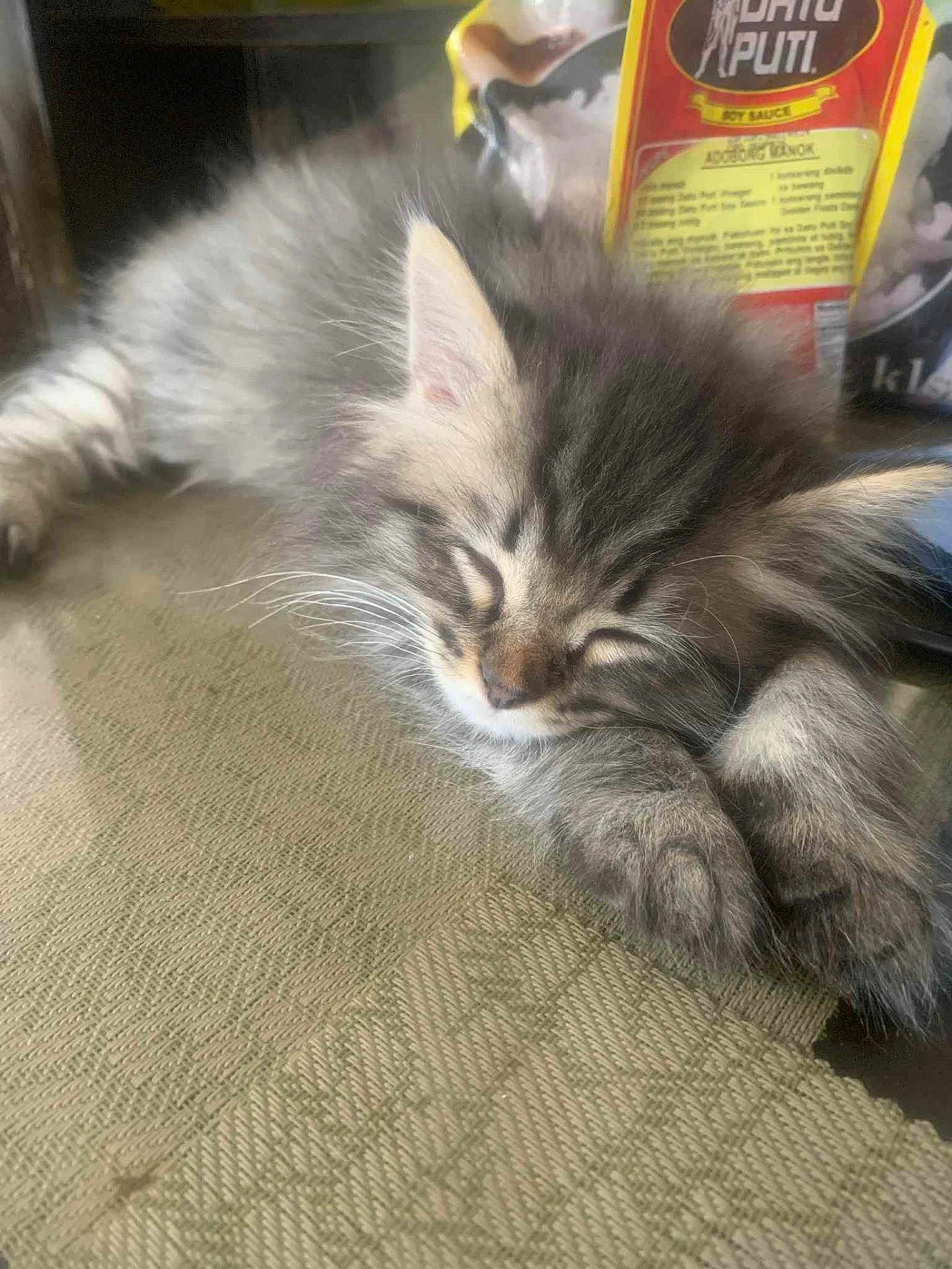 Mochi is registered to the contest to win money with this photo: kitten, sleeping, cat, furry, pet, paw, closeup, indoor, resting, cute, animal, fur, whiskers, small, young, tabby, domestic, relaxed, table, background
