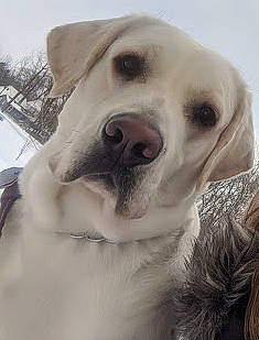 Kaos is registered to the contest to win money with this photo: akbash_dog, canidae, carnivore, companion_dog, dog, dog_breed, fawn, fur, head, labrador_retriever, mammal, nose, puppy, puppy_love, rare_breed_dog, retriever, snout, sporting_group, vertebrate, whiskers