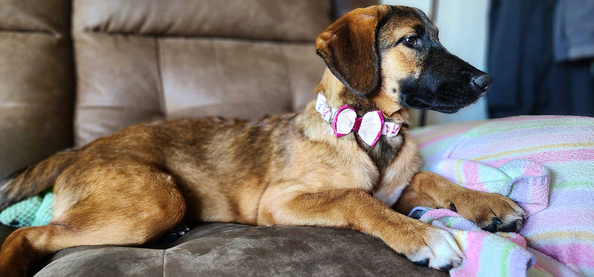 Daisy joined the competition — help win amazing prizes! animal, armchair, beagle, blanket, boxer, bulldog, canine, chair, couch, cushion, dog, furniture, germanshepherd, greatdane, homedecor, hound, labradorretriever, person, pet, puppy