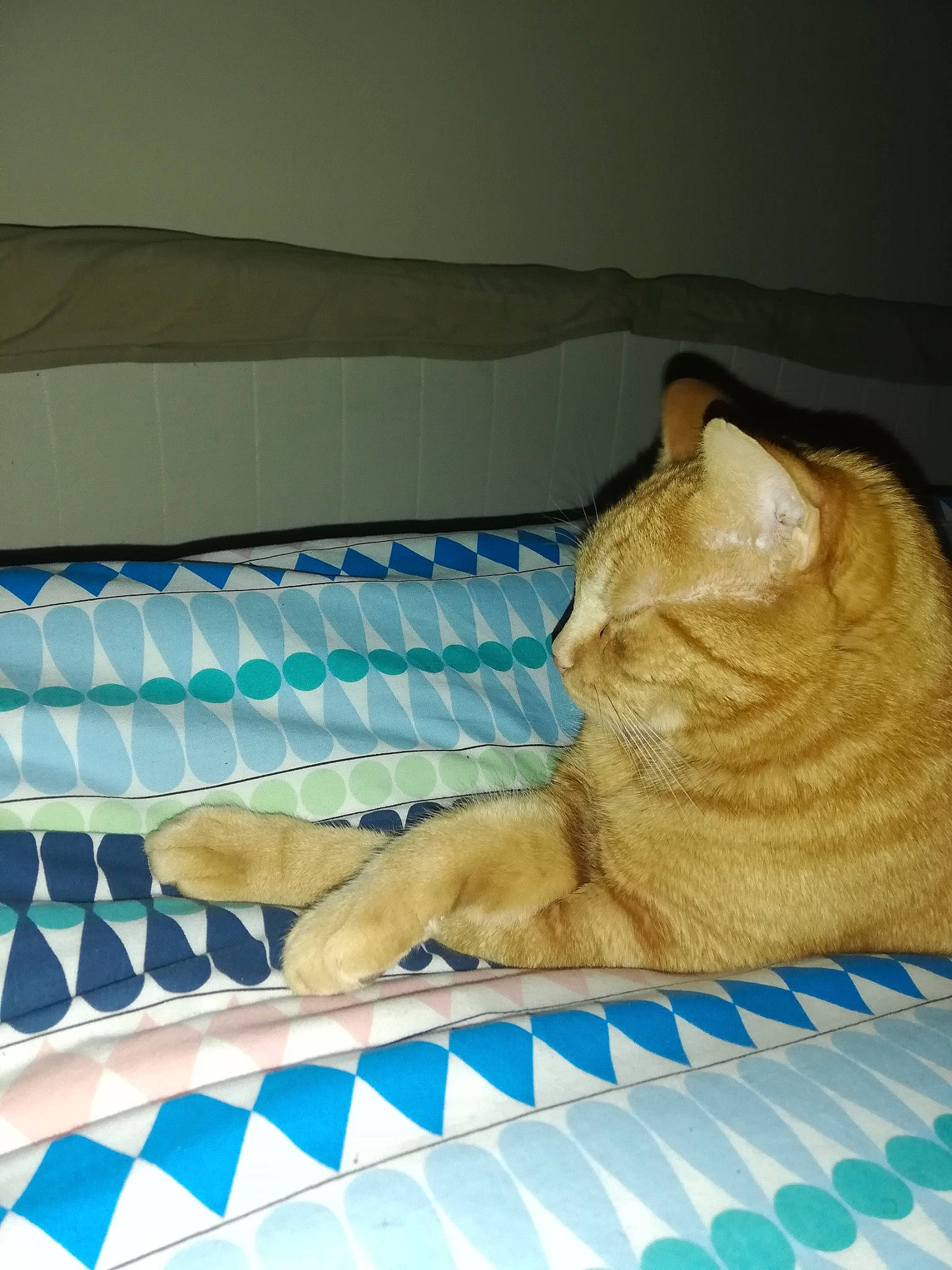 Tigrou a rejoint le concours — aidez-le/la à gagner de superbes lots ! bed, bedding, blue, carnivore, cat, comfort, domestic_short_haired_cat, electric_blue, fawn, felidae, fur, linens, nap, pattern, rectangle, room, small_to_medium_sized_cats, tail, whiskers, wood