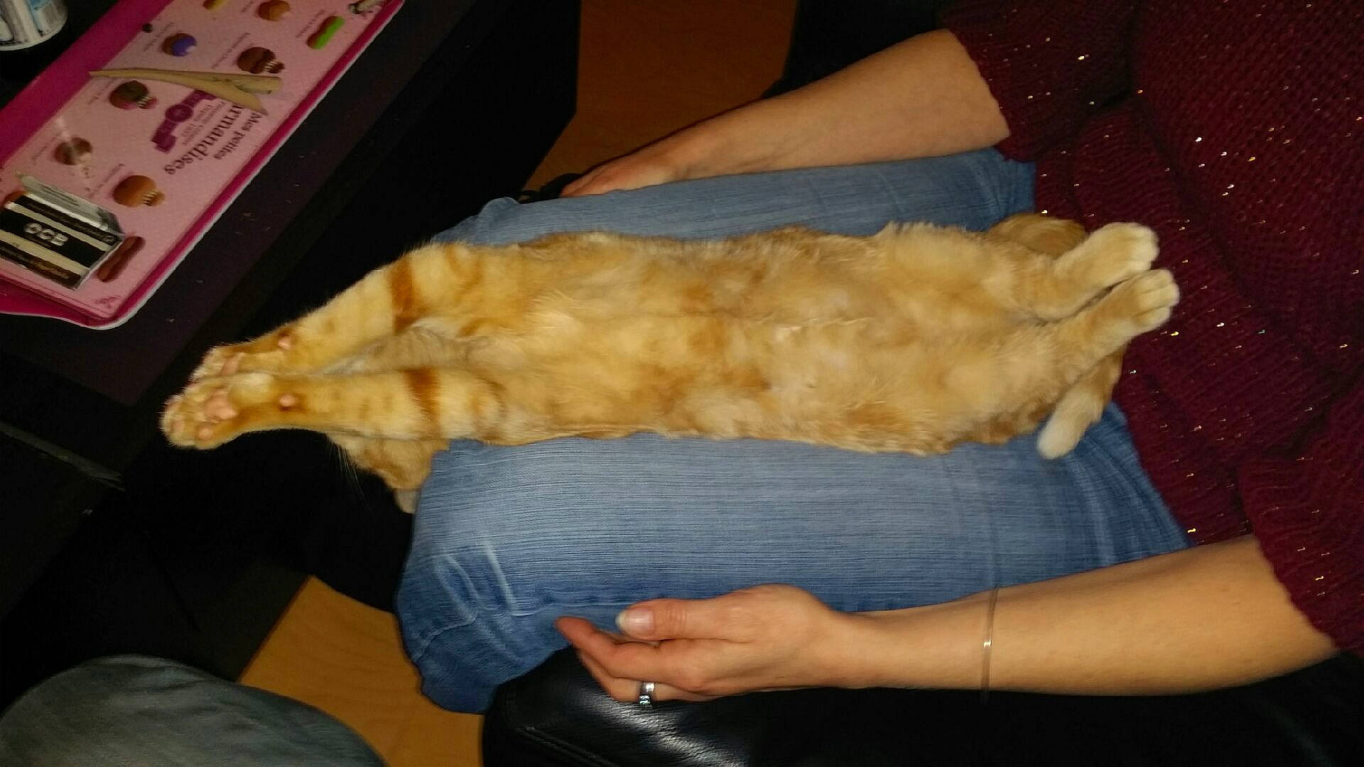 Tigrou a rejoint le concours — aidez-le/la à gagner de superbes lots ! abdomen, box, canidae, carnivore, cat, claw, fawn, felidae, foot, fur, gesture, human_leg, lap, nail, small_to_medium_sized_cats, sporting_group, tail, thumb, whiskers, wrist