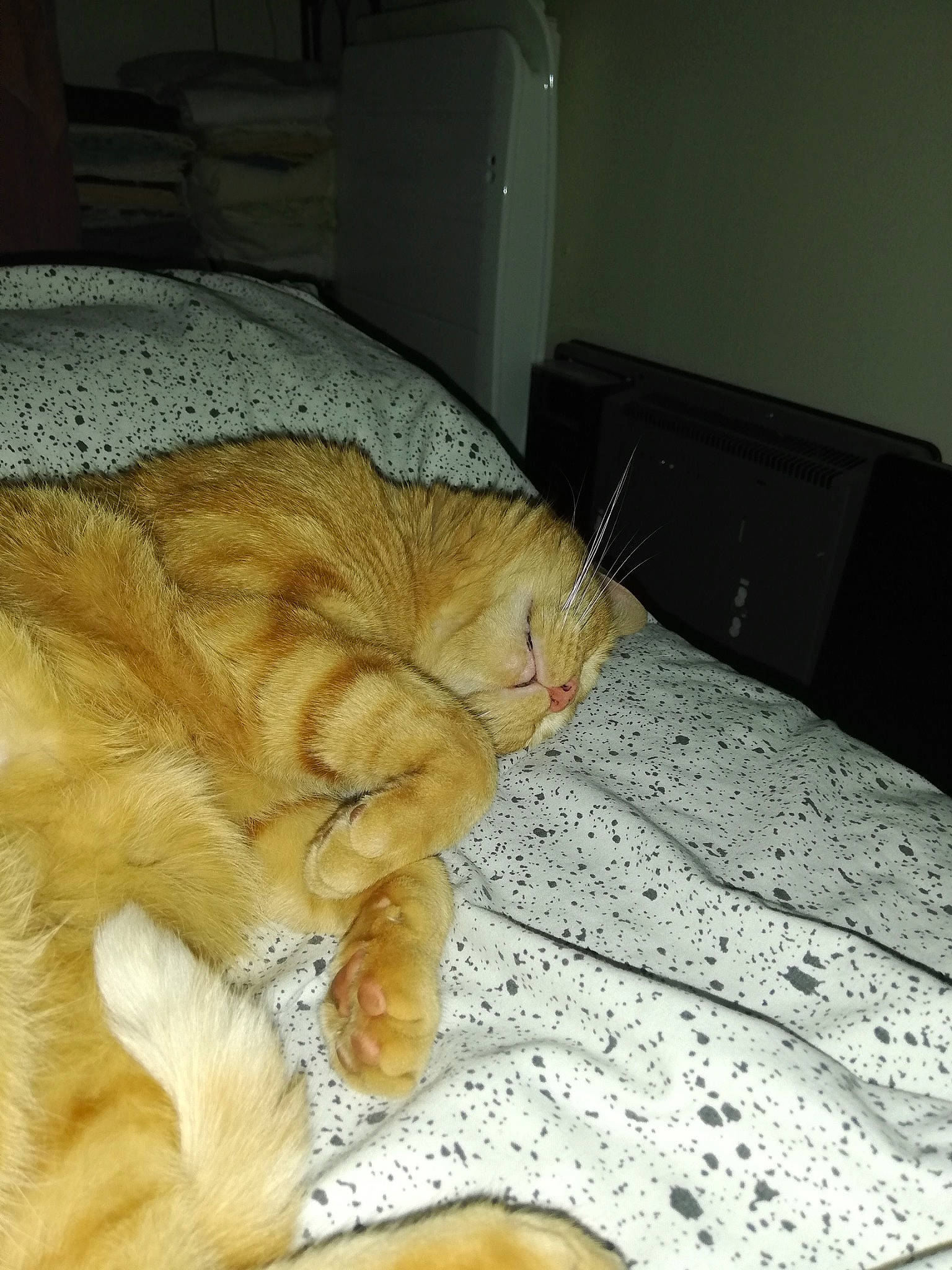 Tigrou a rejoint le concours — aidez-le/la à gagner de superbes lots ! bed, bedding, carnivore, cat, claw, comfort, companion_dog, domestic_short_haired_cat, fawn, felidae, flooring, fur, hardwood, linens, paw, small_to_medium_sized_cats, snout, tail, whiskers, wood