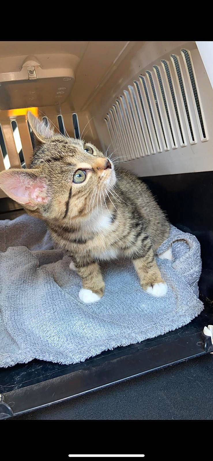 Bébéchat a rejoint le concours — aidez-le/la à gagner de superbes lots ! carnivore, cat, claw, comfort, domestic_short_haired_cat, felidae, fur, paw, sitting, small_to_medium_sized_cats, tail, whiskers