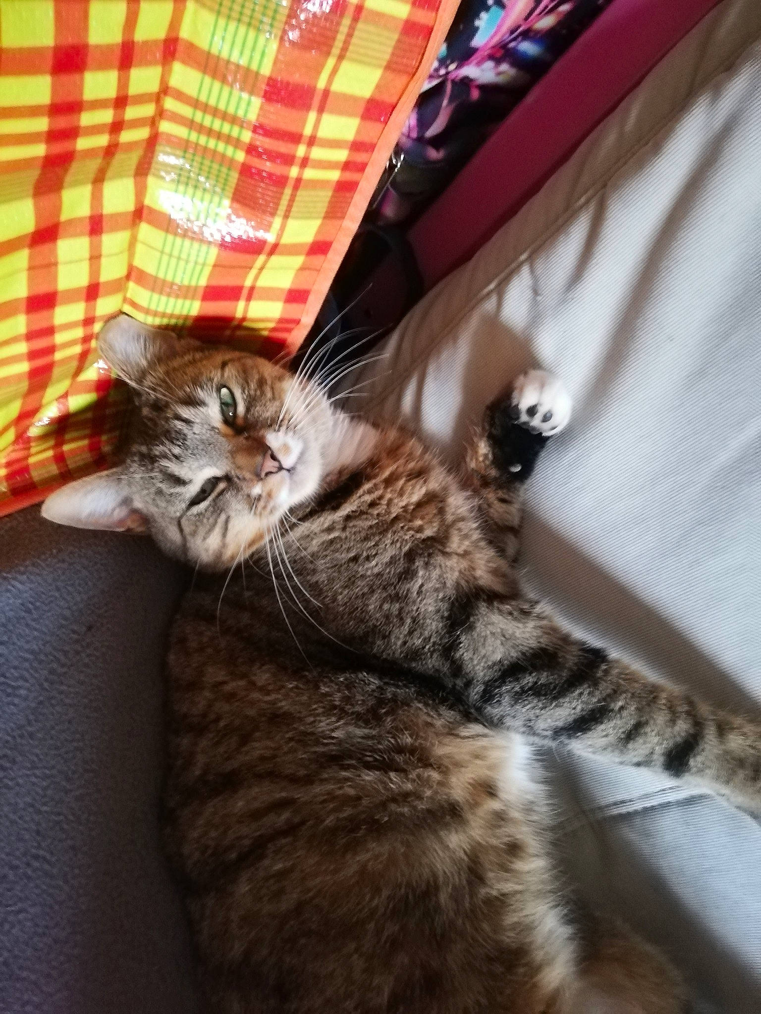 Bébéchat participe au concours pour gagner de l'argent avec cette photo : brown, carnivore, cat, claw, comfort, domestic_short_haired_cat, felidae, fur, human_leg, linens, pattern, paw, plaid, small_to_medium_sized_cats, tail, tartan, terrestrial_animal, whiskers, wood