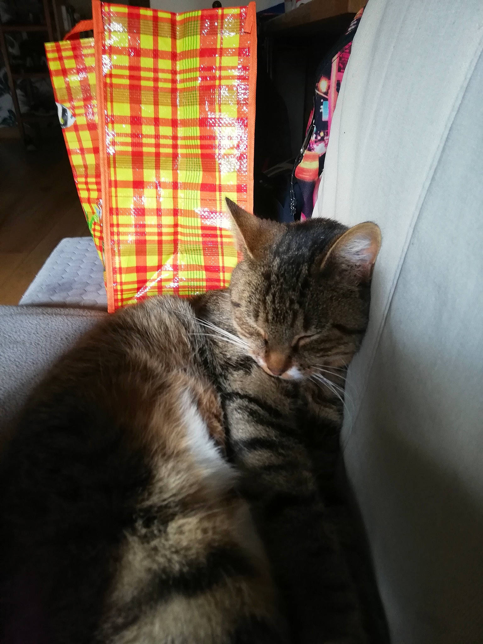 Bébéchat participe au concours pour gagner de l'argent avec cette photo : carnivore, cat, comfort, curtain, domestic_short_haired_cat, door, felidae, fur, linens, mammal, plaid, room, small_to_medium_sized_cats, tail, tartan, textile, tree, whiskers, window, wood