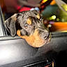 Rocky joined the competition — help win amazing prizes! dog, puppy, doberman, black_and_tan, pet, animal, car, car_window, vehicle, portrait, close_up, face, eyes, floppy_ears, snout, nose, fur, indoor, bokeh, colorful_lighting