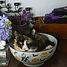Miss Milo Kitty joined the competition — help win amazing prizes! animal, artificial_flowers, bats, bowl, calico_cat, candle_holder, cat, cozy, curled_up, flowers, halloween, home_decor, indoor, pet, portrait, pumpkins, skeleton, table, whiskers, yellow_eyes