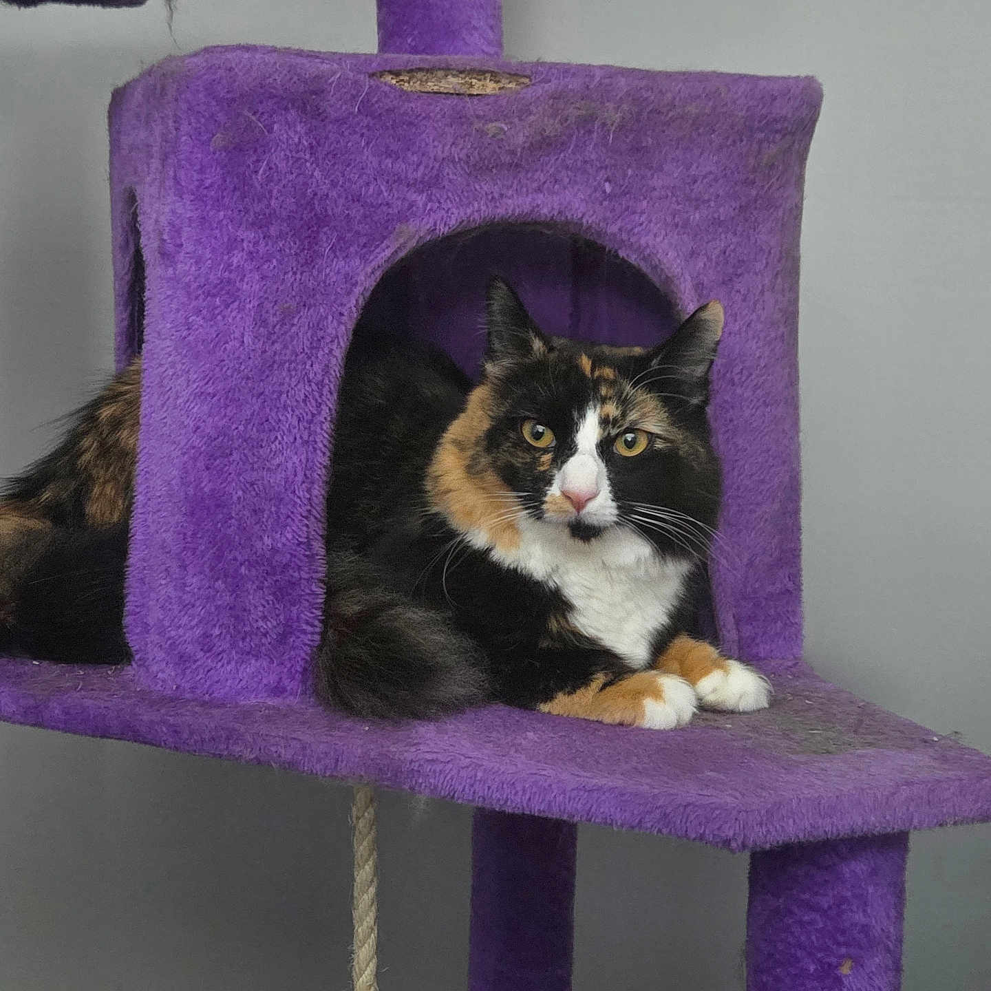 Miss Milo Kitty