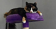 Miss Milo Kitty joined the competition — help win amazing prizes! animal, calico_cat, cat, cat_tree, feline, green_eyes, indoor, long_hair, lounging, multicolored_fur, paws, pet, pointed_ears, portrait, purple, relaxed, scratching_post, tail, toy, whiskers