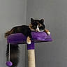 animal, calico_cat, cat, cat_tree, feline, green_eyes, indoor, long_hair, lounging, multicolored_fur, paws, pet, pointed_ears, portrait, purple, relaxed, scratching_post, tail, toy, whiskers