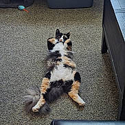 Miss Milo Kitty is registered to the contest to win money with this photo: cat, calico_cat, lying_down, belly_up, fluffy, fur, paws, whiskers, ears, face, pet, indoor, carpet, floor, furniture, toy_mouse, relaxed, playful, closeup, portrait