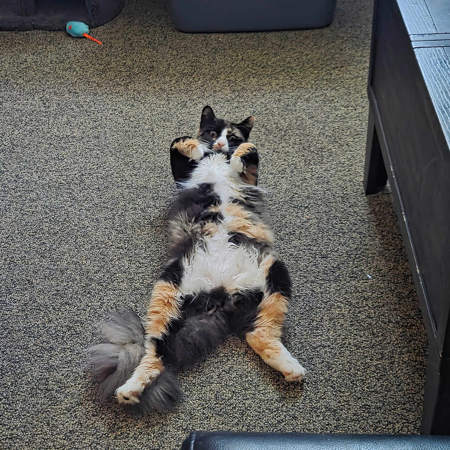Miss Milo Kitty is registered to the contest to win money with this photo: cat, calico_cat, lying_down, belly_up, fluffy, fur, paws, whiskers, ears, face, pet, indoor, carpet, floor, furniture, toy_mouse, relaxed, playful, closeup, portrait