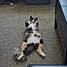 Miss Milo Kitty is registered to the contest to win money with this photo: animal, belly_up, calico_cat, carpet, cat, cat_toy, ears, fluffy, fur, furniture, indoor, living_room, lying_down, paws_up, pet, playful, portrait, relaxed, tail, whiskers