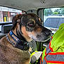 dog, canine, pet, inside_car, collar, harry_potter, brown_fur, short_hair, seat, window, reflective_jacket, high_visibility_jacket, side_profile, calm, attentive, daylight, vehicle_interior, car_seat, looking_out_window, domestic_animal