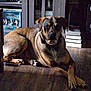 Fred joined the competition — help win amazing prizes! dog, canine, pet, animal, indoor, wooden_floor, crossed_paws, shelf, books, collectibles, figurines, Harry_Potter, living_room, brown_dog, medium_coat, resting, quiet, domestic, furniture, relaxed