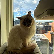 Aura is registered to the contest to win money with this photo: cat, pet, window, cityscape, sky, clouds, indoor, sitting, cat_bed, fluffy, long_tail, backlit, silhouette, sunlight, cozy, apartment, urban, highrise, rooftops, relaxed