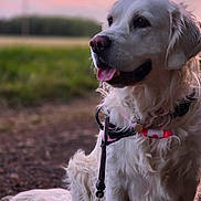 Miley joined the competition — help win amazing prizes! dog, golden_retriever, outdoor, sunset, tongue_out, happy, pet, canine, nature, grass, collar, leash, fur, portrait, animal, field, sky, pink_sky, sitting, closeup