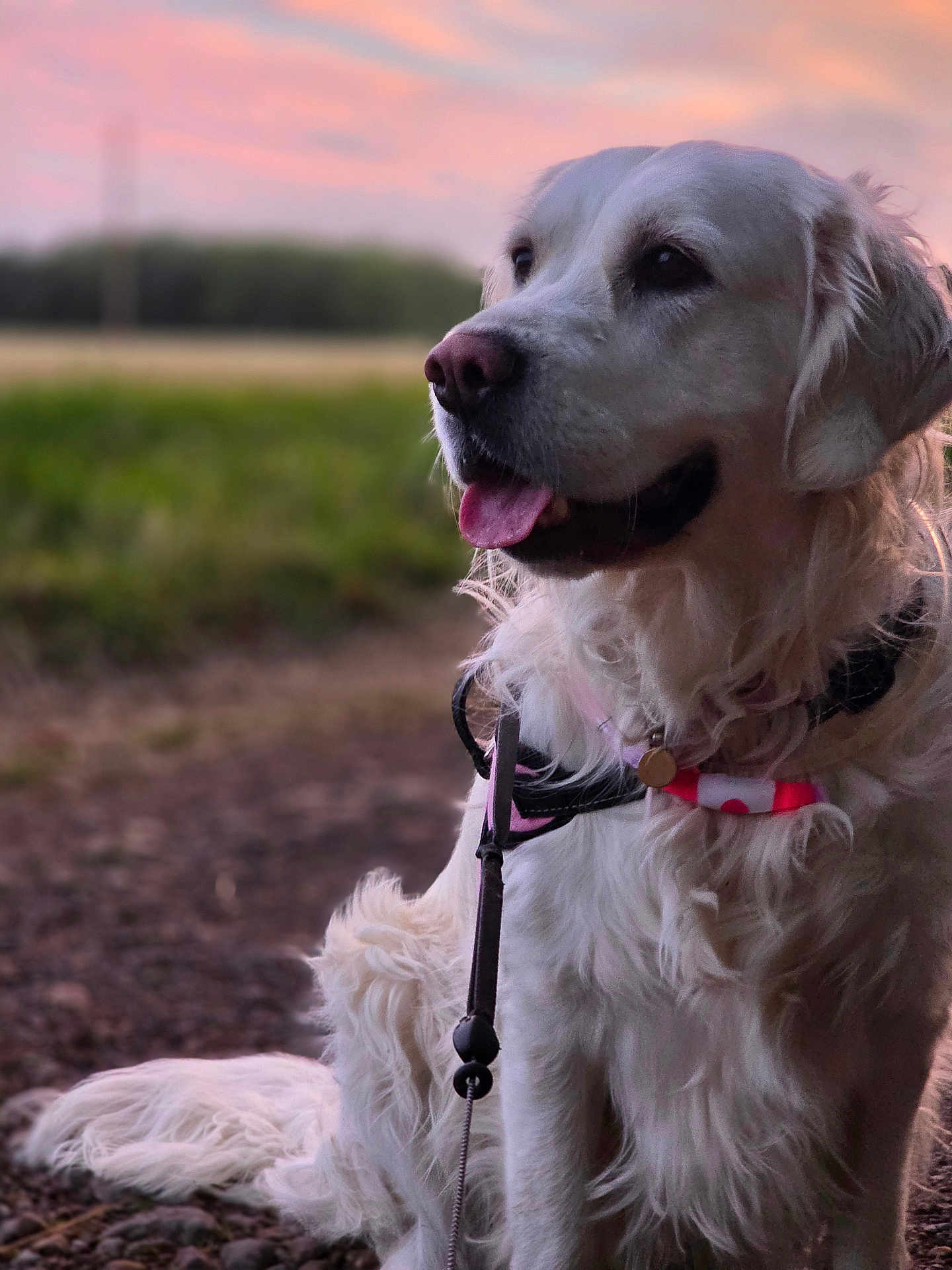 Miley joined the competition — help win amazing prizes! dog, golden_retriever, outdoor, sunset, tongue_out, happy, pet, canine, nature, grass, collar, leash, fur, portrait, animal, field, sky, pink_sky, sitting, closeup