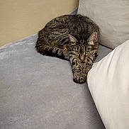 Kitty participe au concours pour gagner de l'argent avec cette photo : animal, architecture, armchair, building, cat, chair, couch, cushion, face, furniture, homedecor, indoors, kitten, linen, livingroom, manx, person, pet, room, sleeping