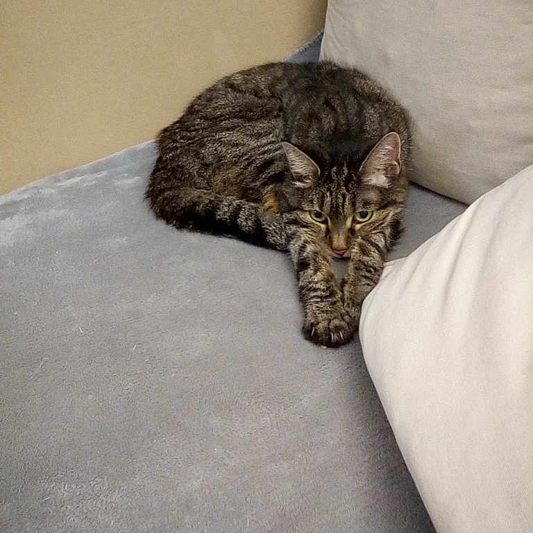 Kitty participe au concours pour gagner de l'argent avec cette photo : animal, architecture, armchair, building, cat, chair, couch, cushion, face, furniture, homedecor, indoors, kitten, linen, livingroom, manx, person, pet, room, sleeping