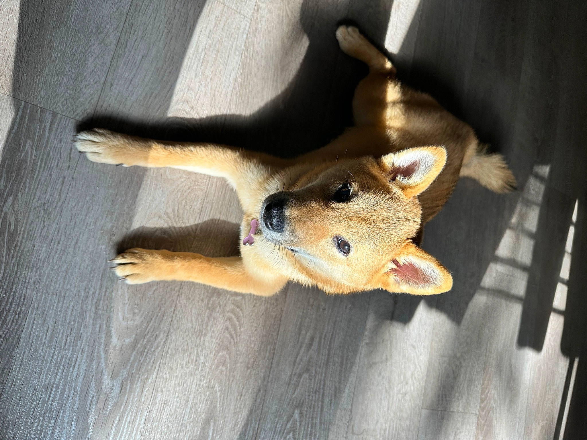Thia participe au concours pour gagner de l'argent avec cette photo : canidae, carnivore, companion_dog, dog, dog_breed, fawn, felidae, fish, flooring, fur, hardwood, paw, small_to_medium_sized_cats, snout, sporting_group, tail, toy, whiskers, wood, working_animal