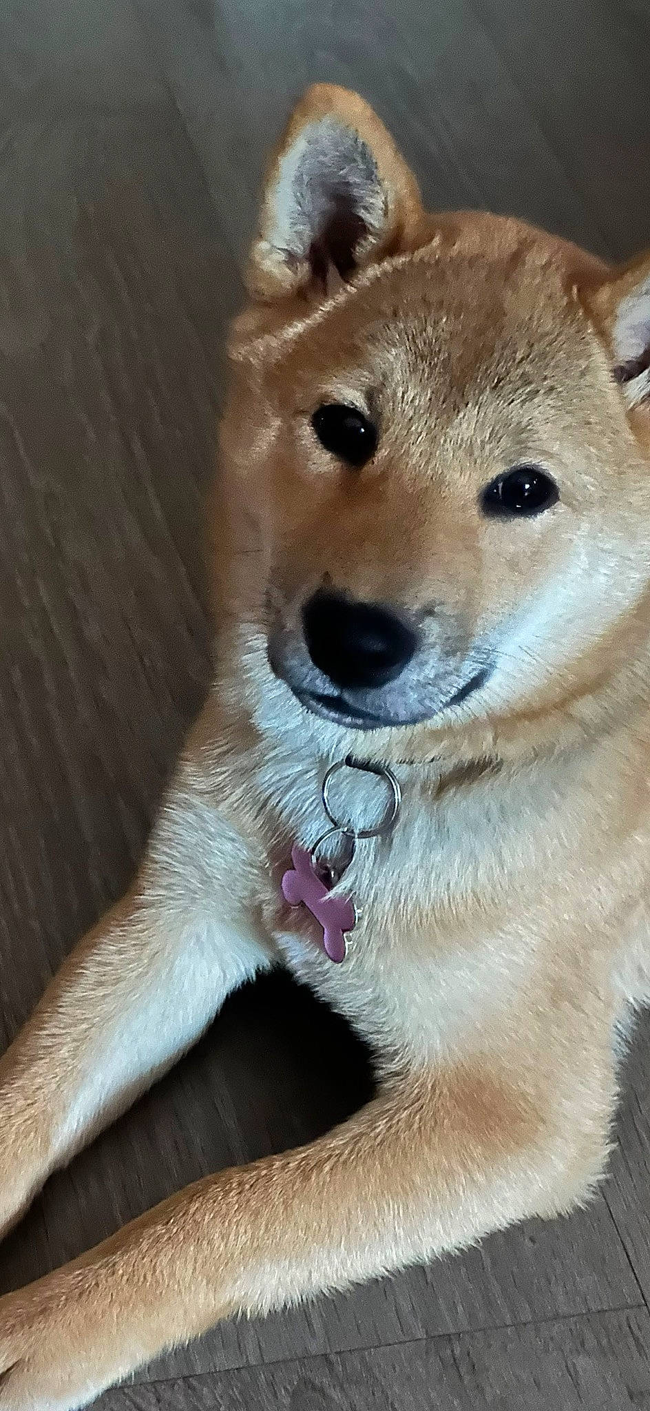 Thia participe au concours pour gagner de l'argent avec cette photo : ancient_dog_breeds, canidae, carnivore, collar, companion_dog, dog, dog_breed, dog_collar, fang, fawn, fur, paw, pet_supply, snout, soft_drink, sporting_group, tail, terrestrial_animal, whiskers, working_animal