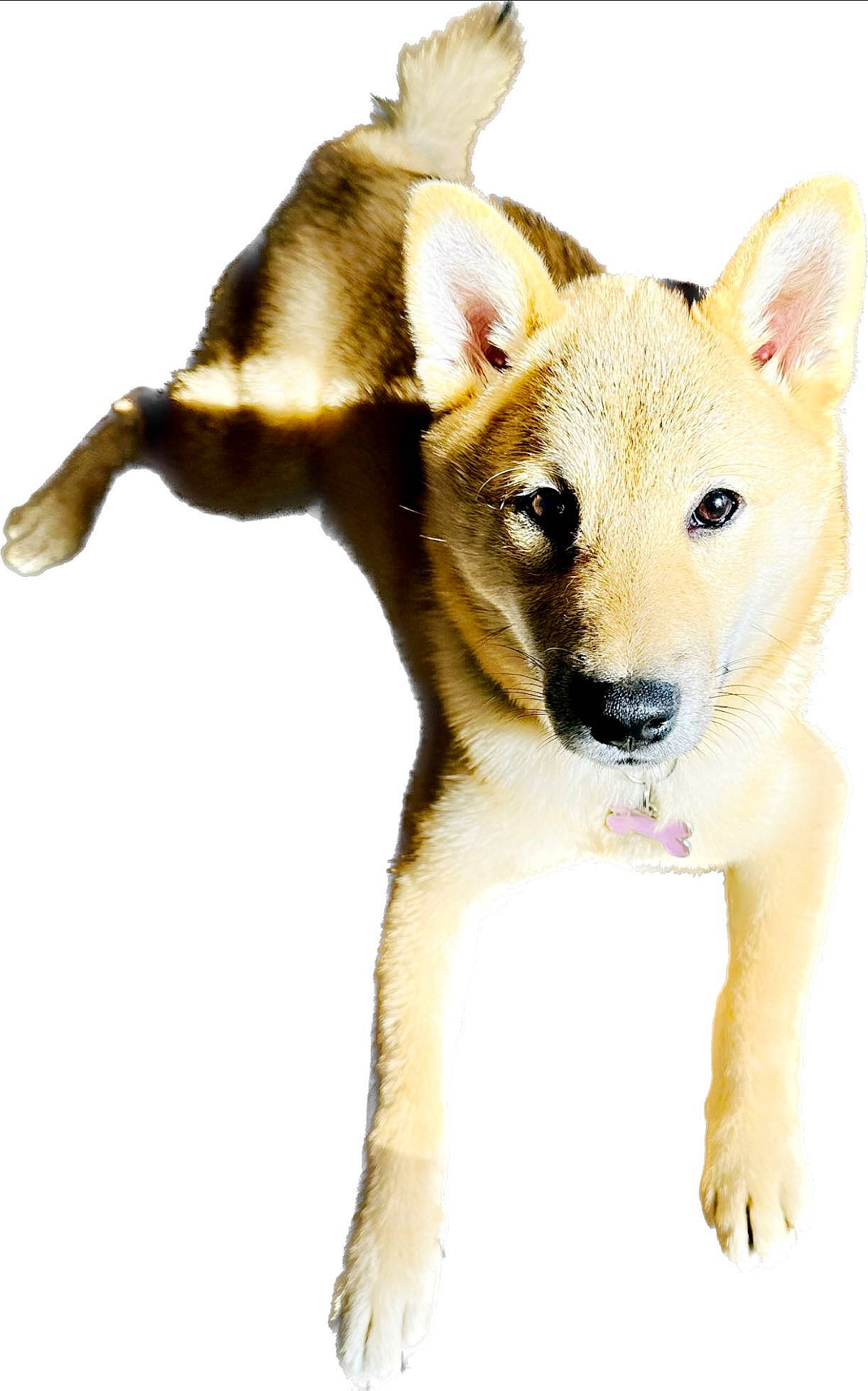 Thia participe au concours pour gagner de l'argent avec cette photo : ancient_dog_breeds, canidae, carnivore, companion_dog, dog, dog_breed, dog_collar, dog_supply, fawn, snout, sporting_group, tail, terrestrial_animal, whiskers, working_animal