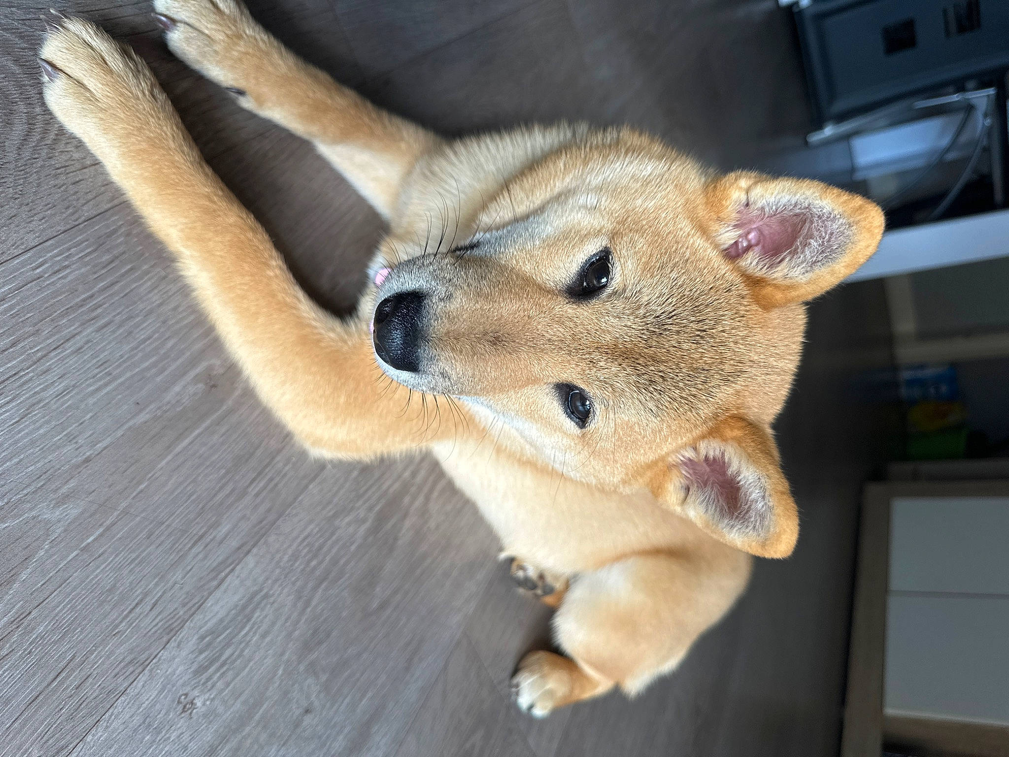 Thia participe au concours pour gagner de l'argent avec cette photo : balance, canidae, canis, carnivore, companion_dog, dingo, dog, dog_breed, fawn, fox, fur, non_sporting_group, snout, sporting_group, tail, terrestrial_animal, whiskers, wildlife, wood