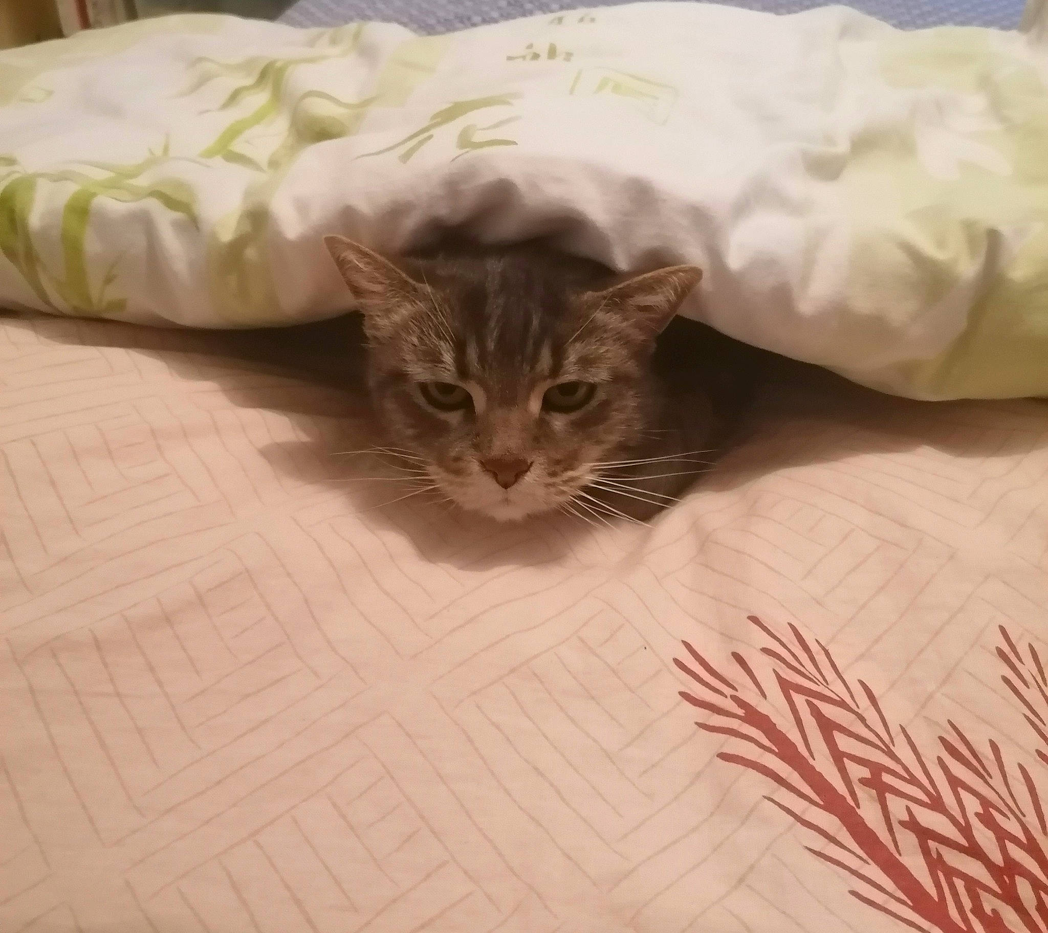 Kitty participe au concours pour gagner de l'argent avec cette photo : bed, bed_sheet, bedding, carnivore, cat, comfort, domestic_short_haired_cat, eye, fawn, felidae, flooring, fur, hardwood, linens, sleeve, small_to_medium_sized_cats, tail, tree, whiskers, wood