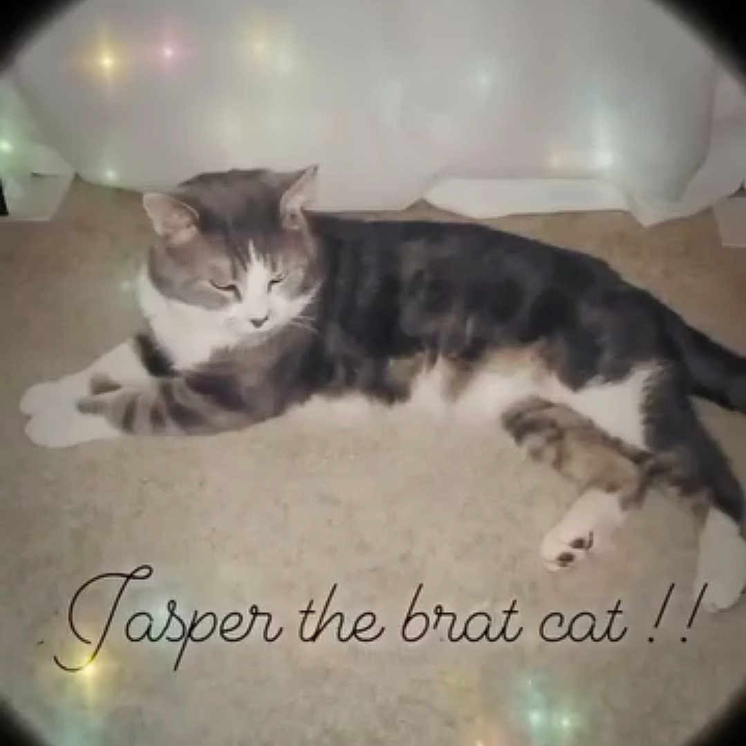 Jasper joined the competition — help win amazing prizes! abyssinian, animal, candle, cat, envelope, face, greetingcard, head, indoors, kitten, mail, manx, person, pet, text