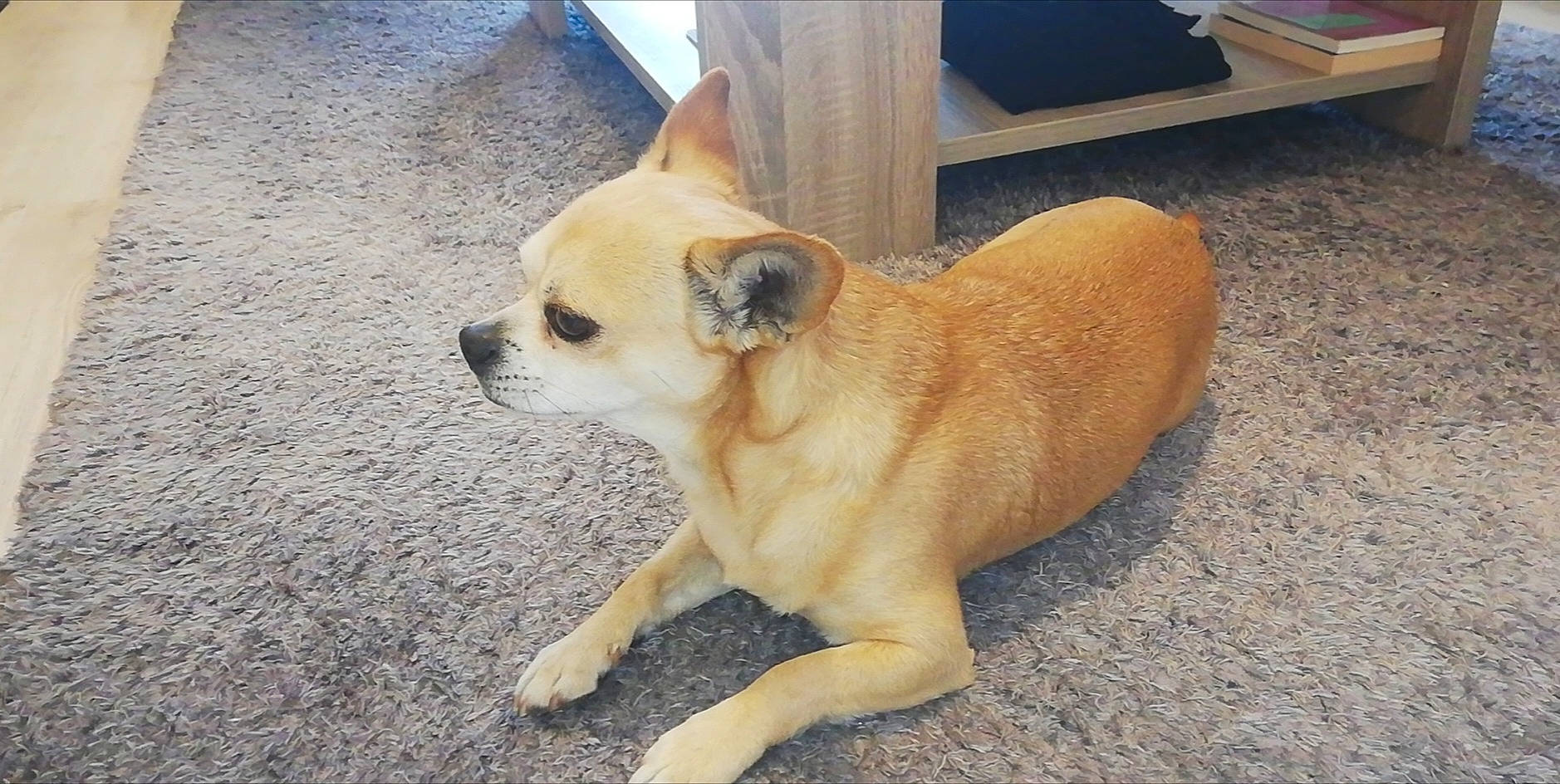 Peanuts participe au concours pour gagner de l'argent avec cette photo : ancient_dog_breeds, canidae, carnivore, chihuahua, companion_dog, dog, dog_breed, fawn, mammal, pug, puppy, snout, sporting_group, toy_dog