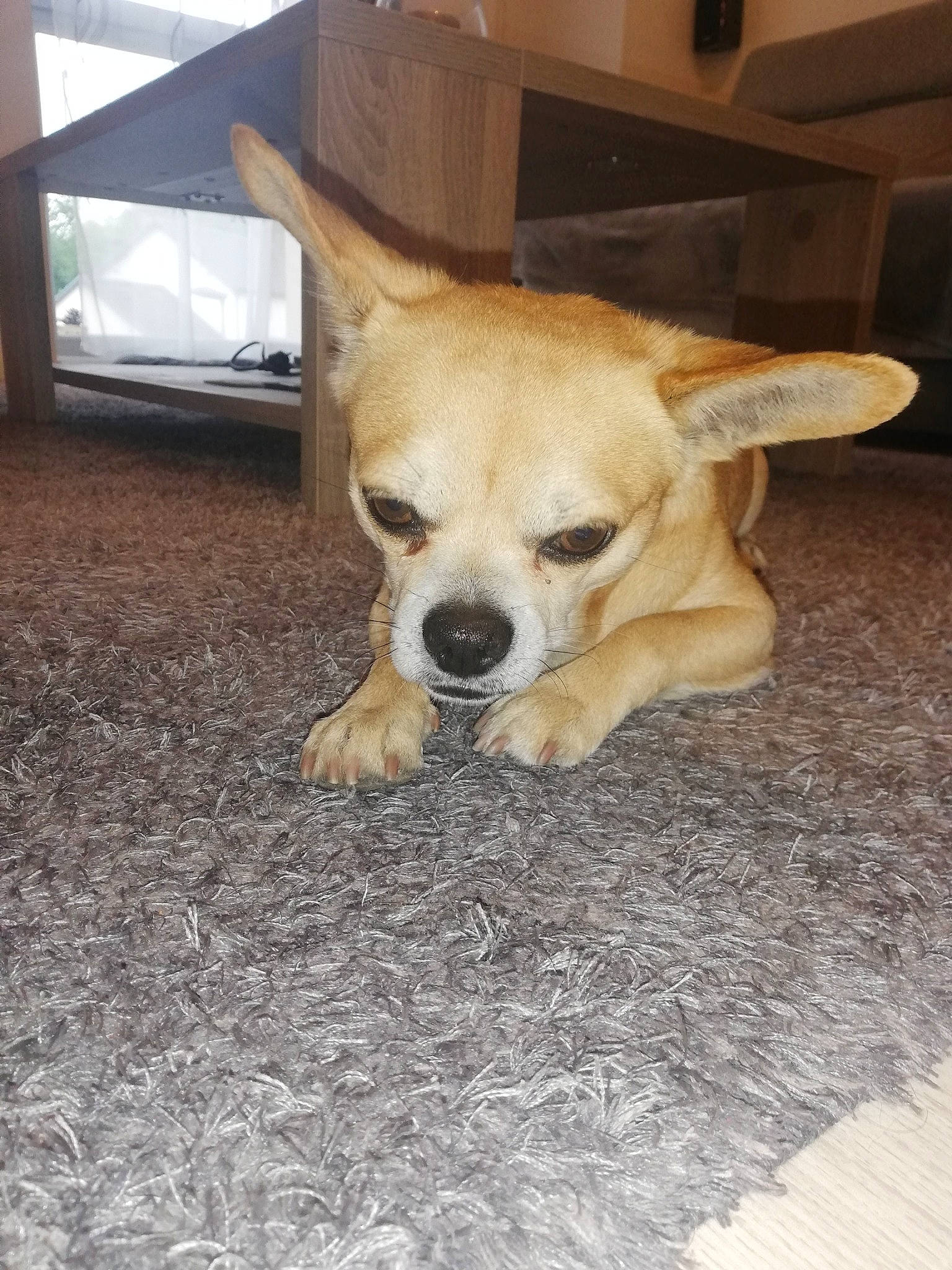 Peanuts participe au concours pour gagner de l'argent avec cette photo : canidae, carnivore, chihuahua, companion_dog, corgi_chihuahua, dog, dog_breed, ear, eye, fawn, mammal, nose, pembroke_welsh_corgi, puppy, rare_breed_dog, snout, sporting_group, toy_dog, vertebrate, welsh_corgi